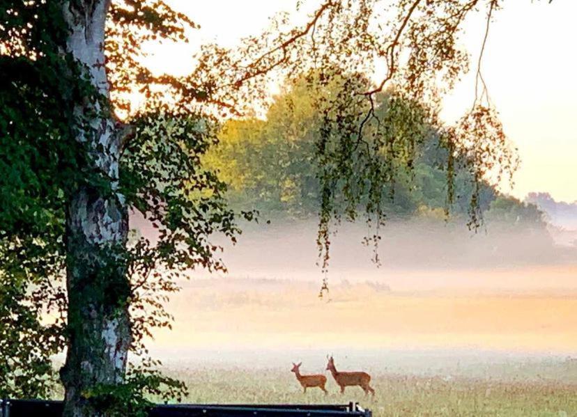 Meiks Ostseehuetten Dranske Dış mekan fotoğraf